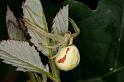Misumena_vatia_D5205_Z_89_Les Gris_Frankrijk